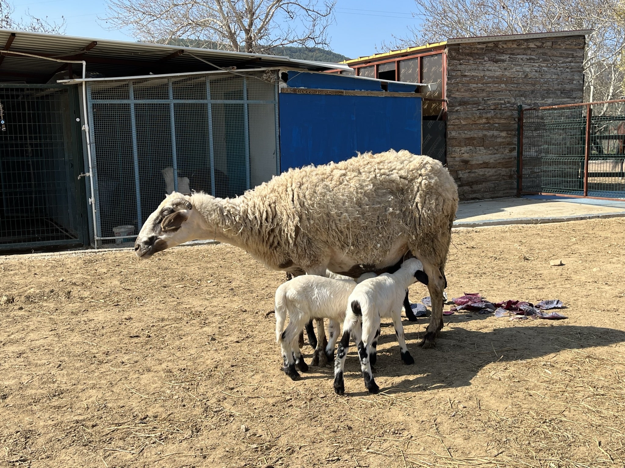 Hayvancılık Alanı