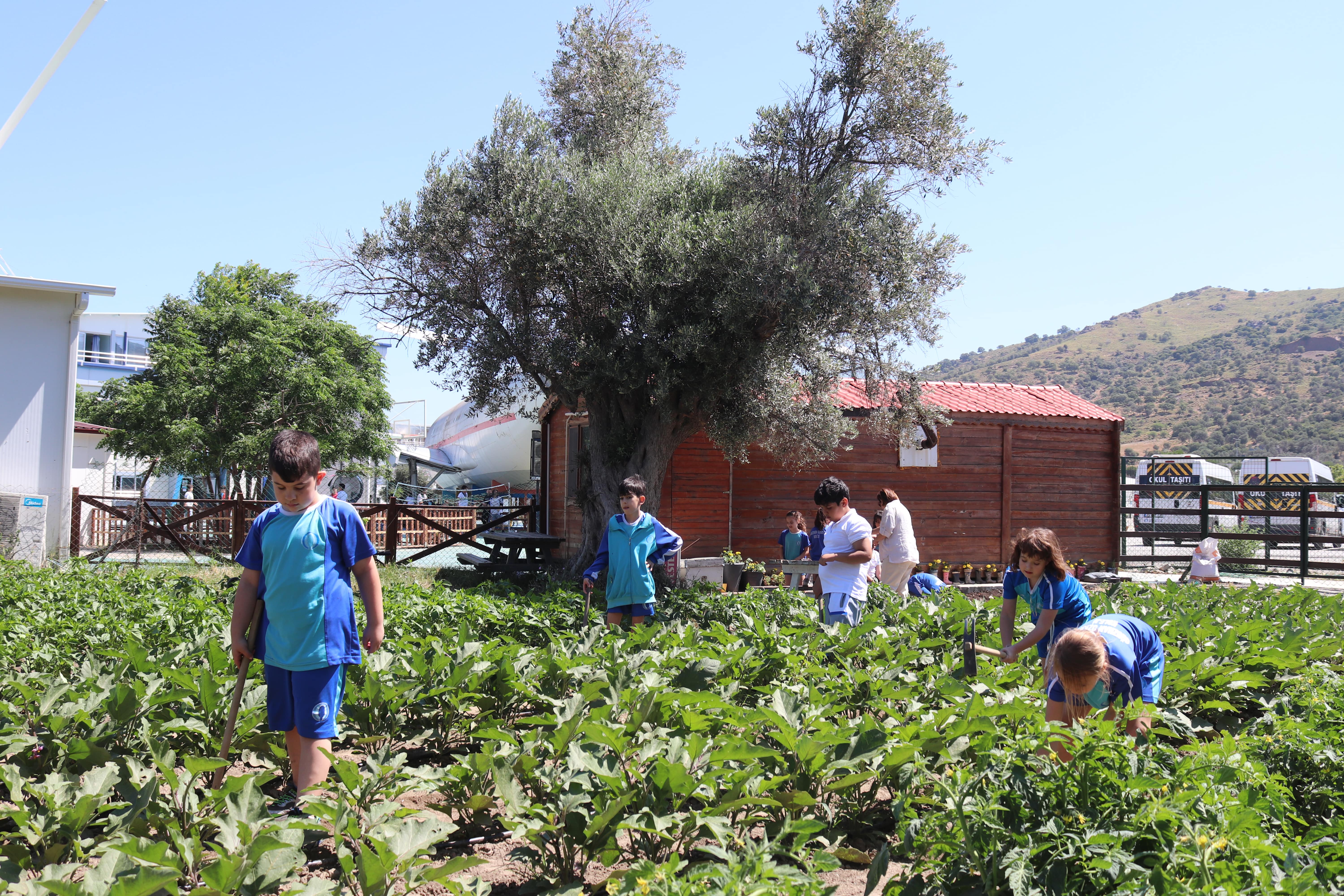 Hayvancılık Alanı