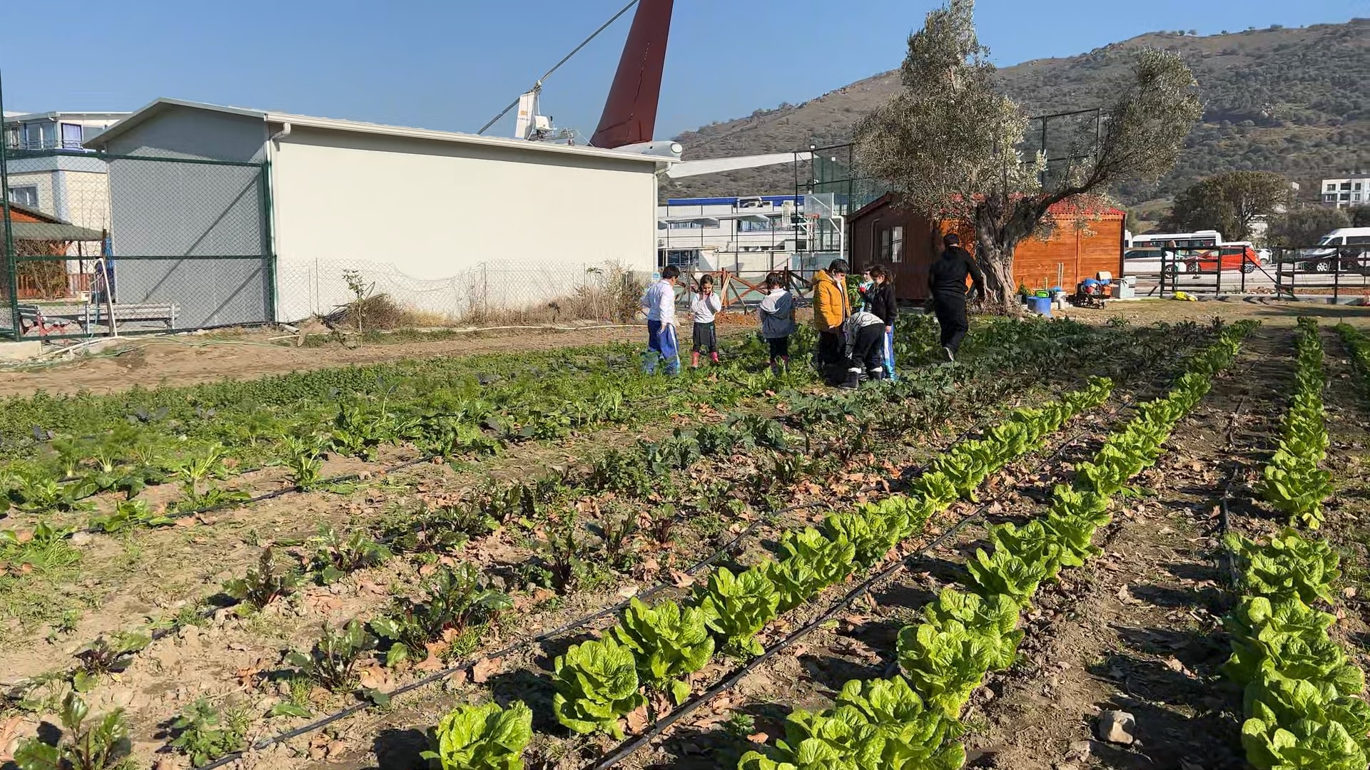 Hayvancılık Alanı